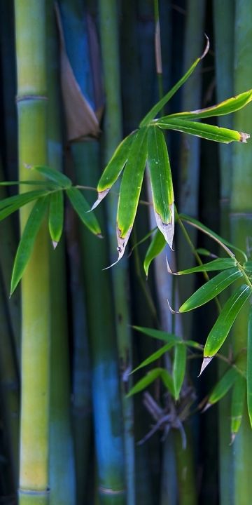 Bamboo Hd wallpaper in 360x720 resolution