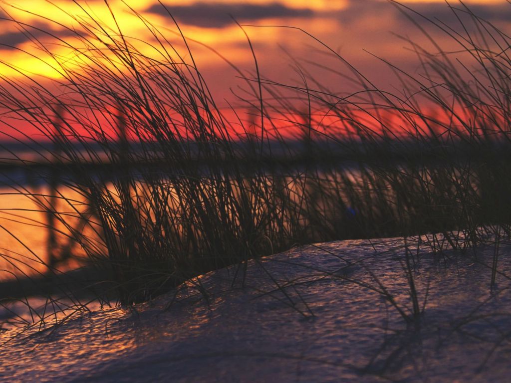 Beach Grass Against the Winter Sunset on Lake Michigan wallpaper