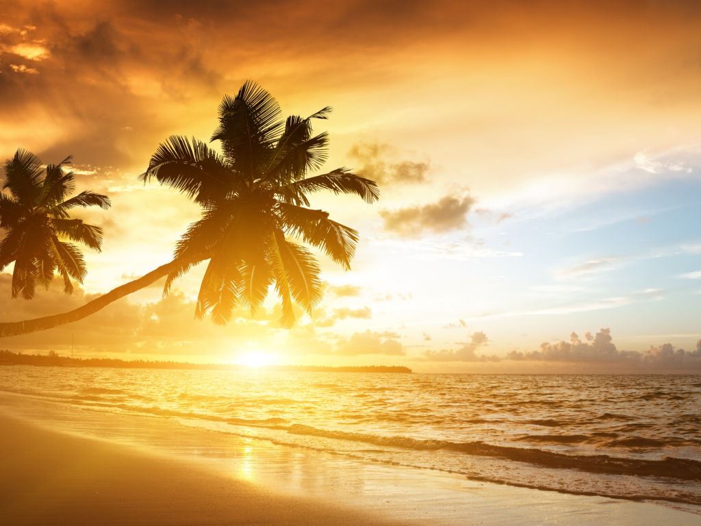 Beach With Palm Trees At Sunset wallpaper