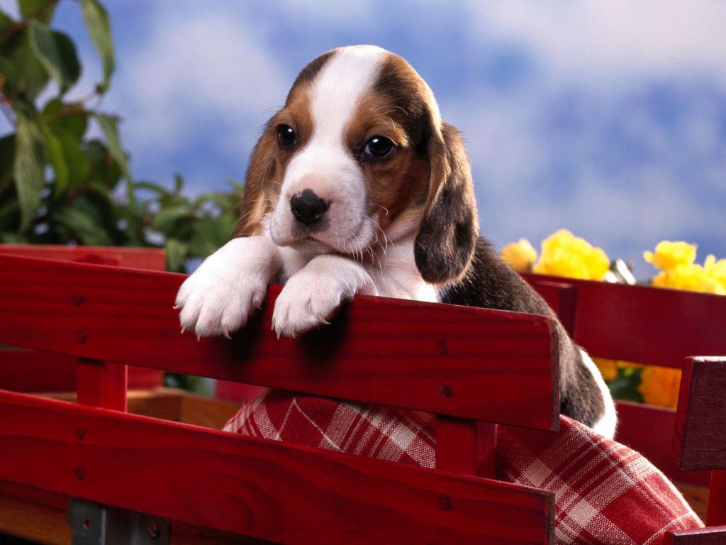 Beagle Puppy wallpaper