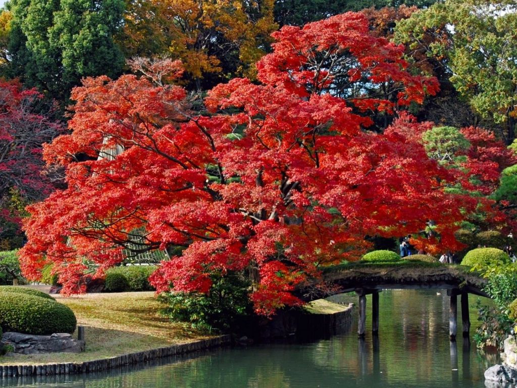 Beautiful Autumn in Japan wallpaper