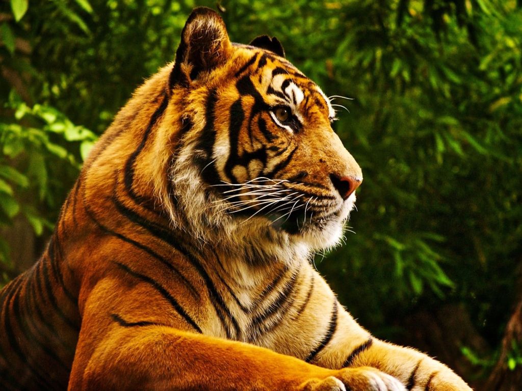 Beautiful Bengal Tiger wallpaper