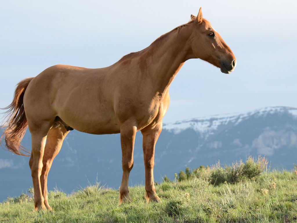 Beautiful Brown Horse for Desktop wallpaper