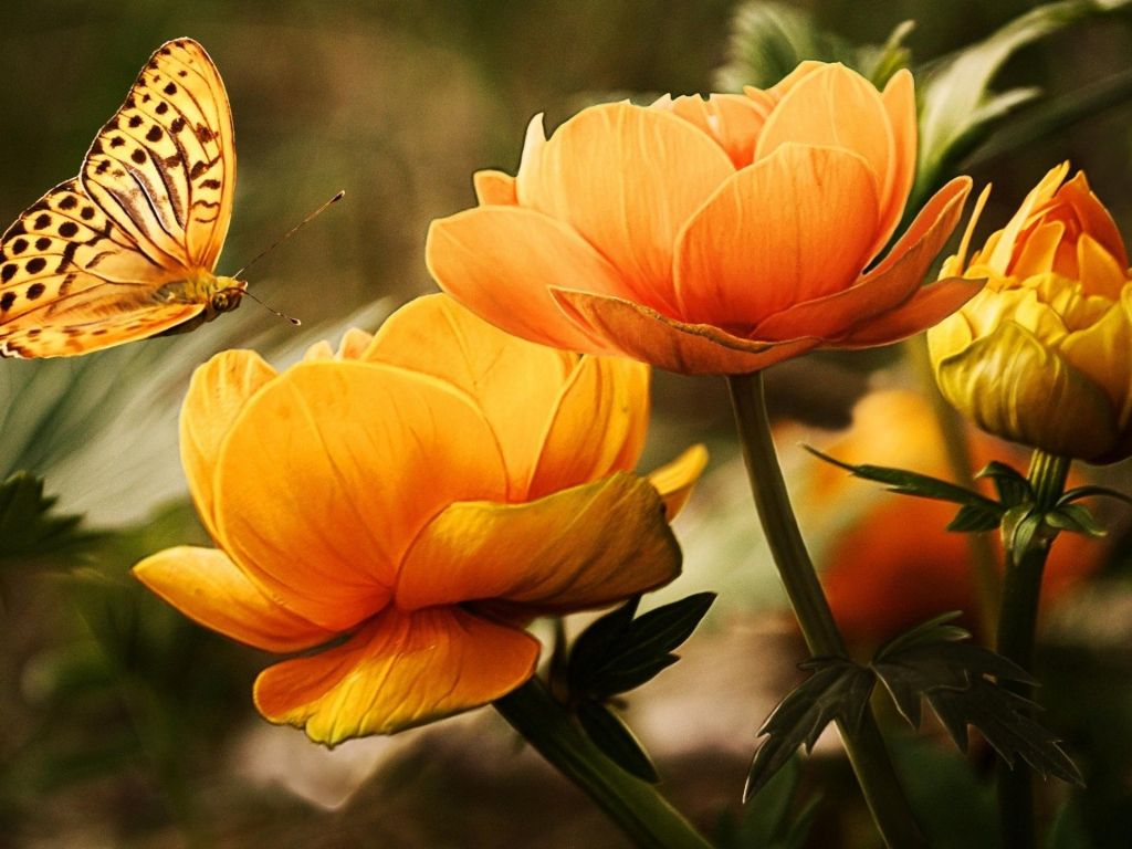 Beautiful Butterfly 8563 wallpaper
