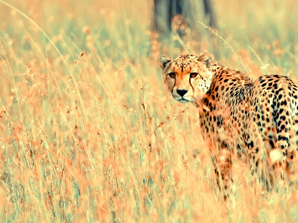 Beautiful Cheetah wallpaper