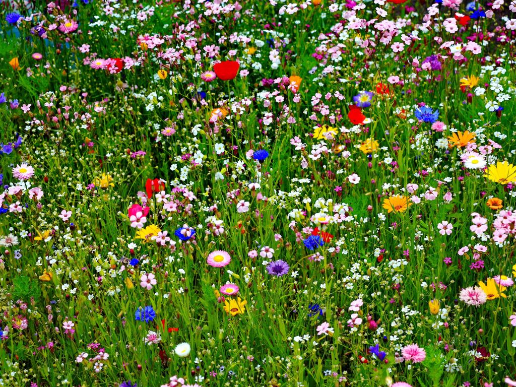 Beautiful Colorful Flowers Ultra HD S wallpaper