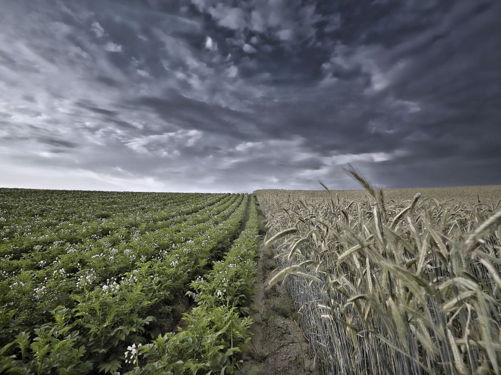 Beautiful Combimation of Dark Sky and Green Wheat wallpaper
