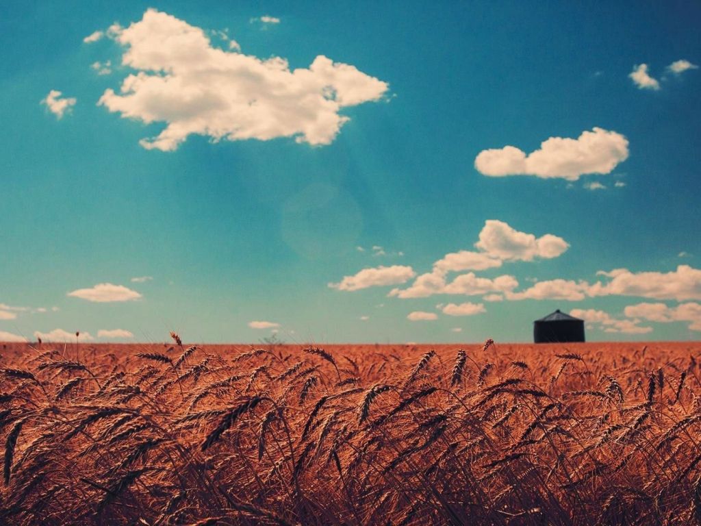 Beautiful Combination of Brown Wheat Field and Blue Sky wallpaper