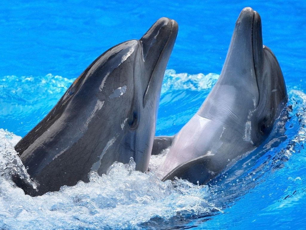 Beautiful Dolphins Playing wallpaper