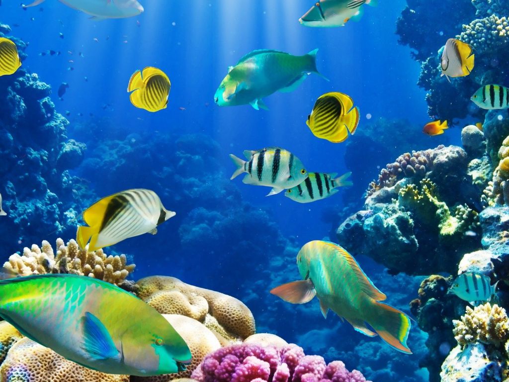 Beautiful Fishes in Water wallpaper