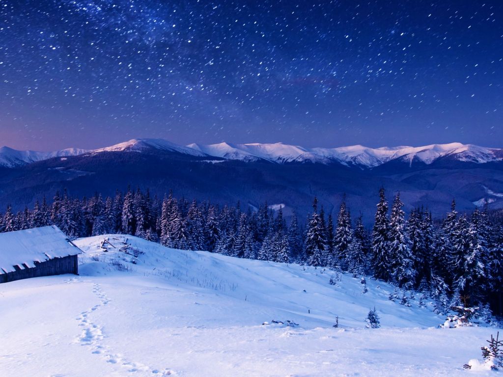Beautiful Forest Covered With Stars at Night wallpaper