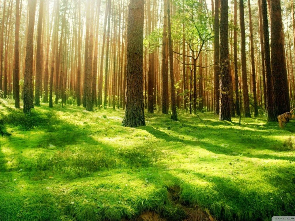 Beautiful Forest Scenery HD wallpaper