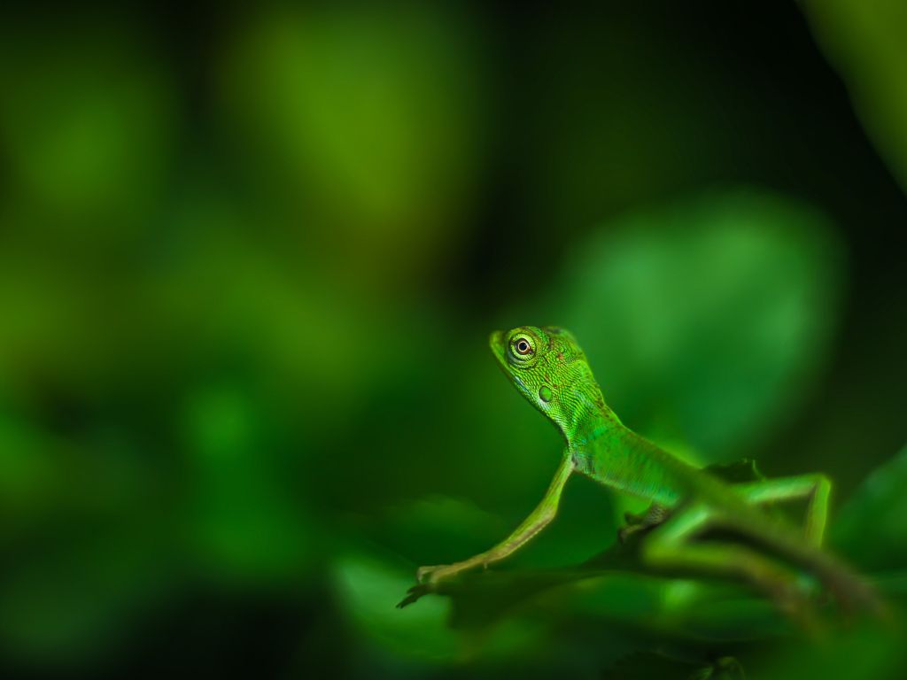 Beautiful Green Lizard: Macro Photo wallpaper