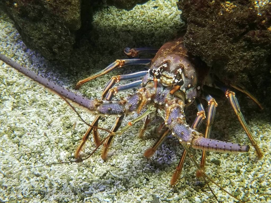 Beautiful Lobster wallpaper
