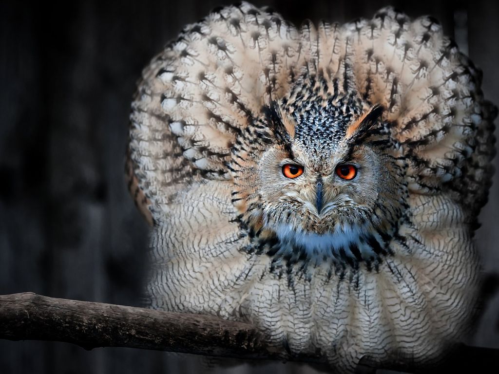 Beautiful Owl Look Like Peocock 2880x1800 wallpaper