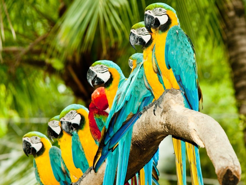 Beautiful Parrots wallpaper