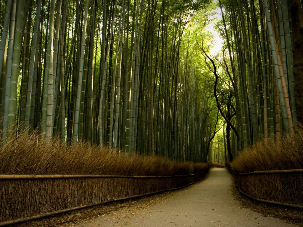 Beautiful Path in Bamboo Forest wallpaper