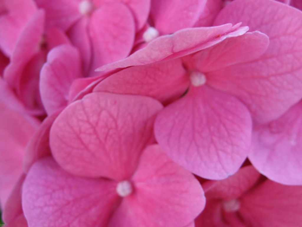 Beautiful Pink Flowers 5653 wallpaper