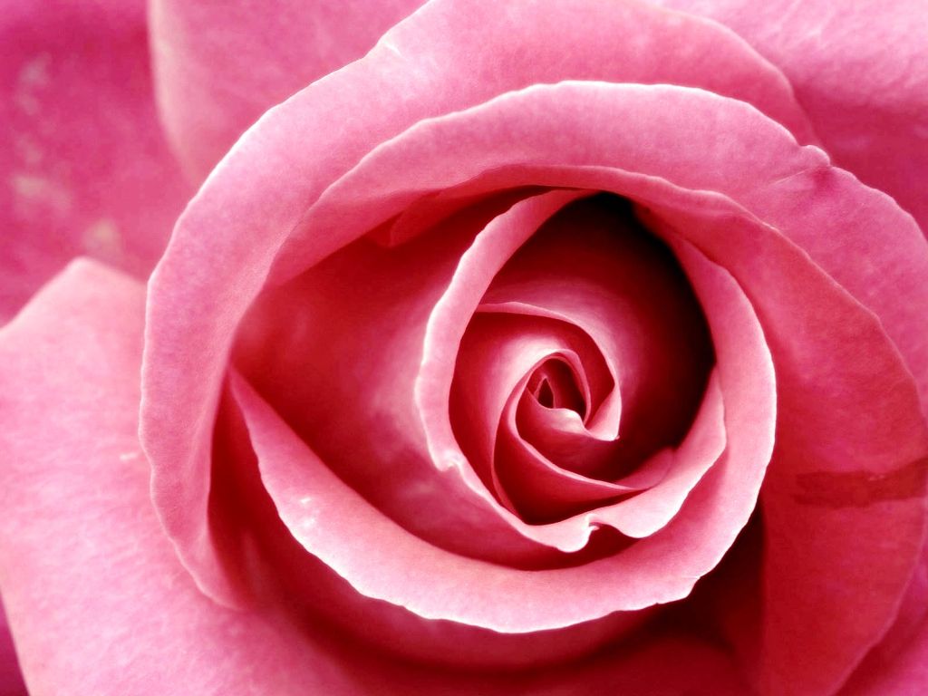 Beautiful Pink Rose wallpaper