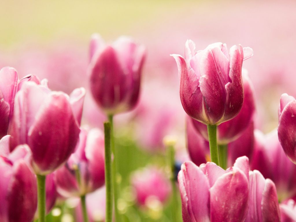 Beautiful Pink Tulips wallpaper