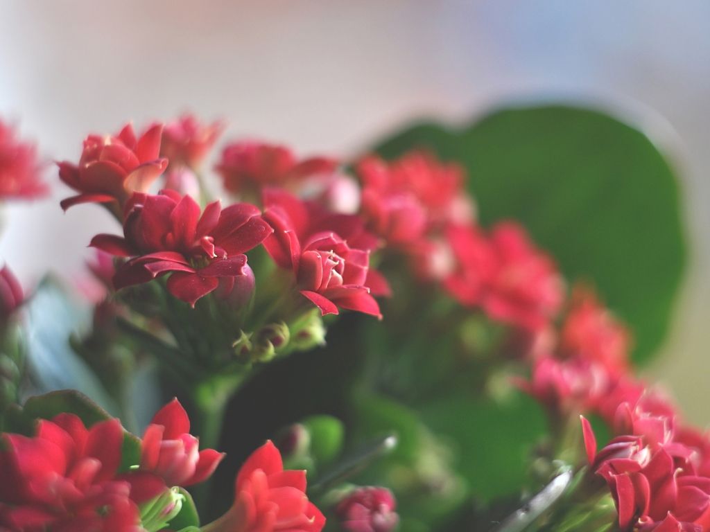 Beautiful Red Flowers wallpaper