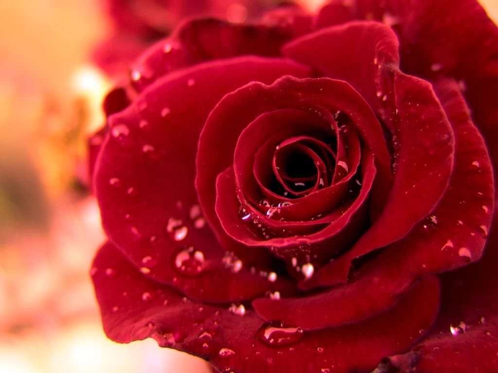 Beautiful Red Rose 11360 wallpaper