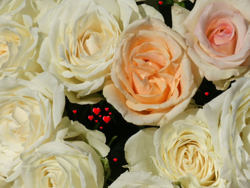 Beautiful Rose 5728 wallpaper