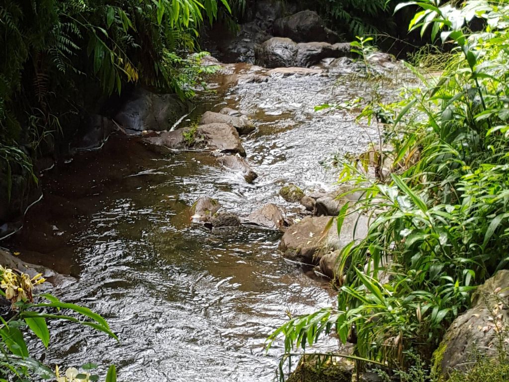 Beautiful Stream I Found on My Vacation in Maui wallpaper