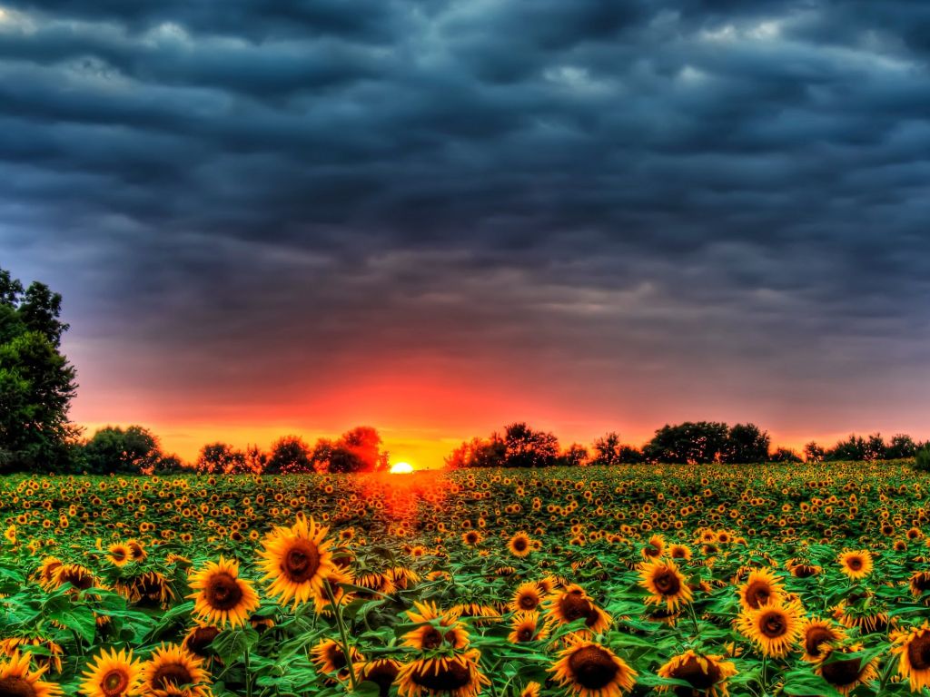 Beautiful Sunflowers Field wallpaper in 1024x768 resolution