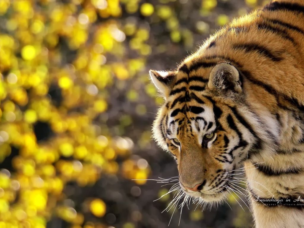 Beautiful Tiger 8939 wallpaper