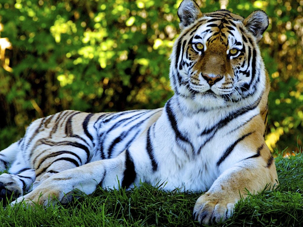 Beautiful Tiger 9033 wallpaper