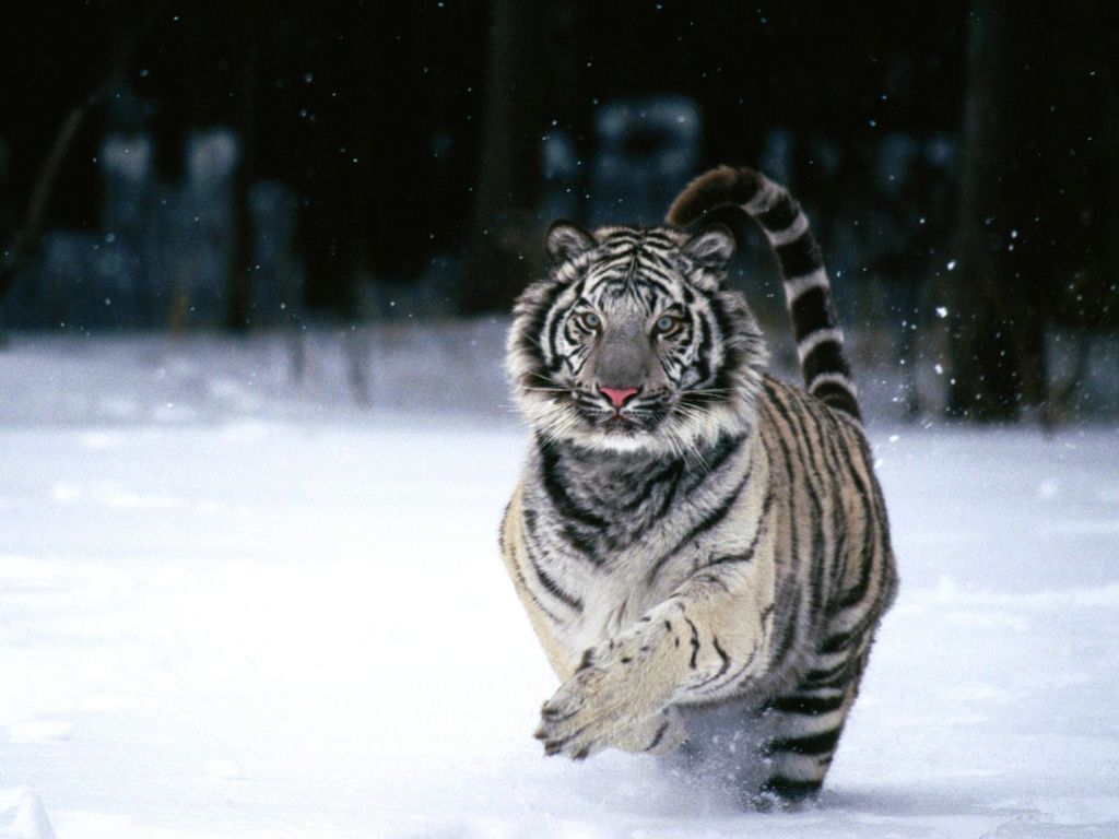Beautiful Tiger 17370 wallpaper