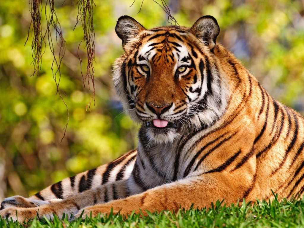 Beautiful Tigers wallpaper