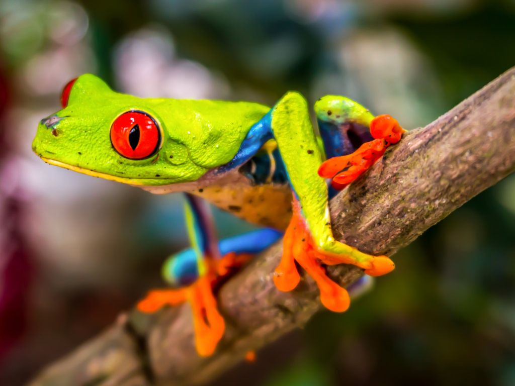 Beautiful Tree Frog wallpaper