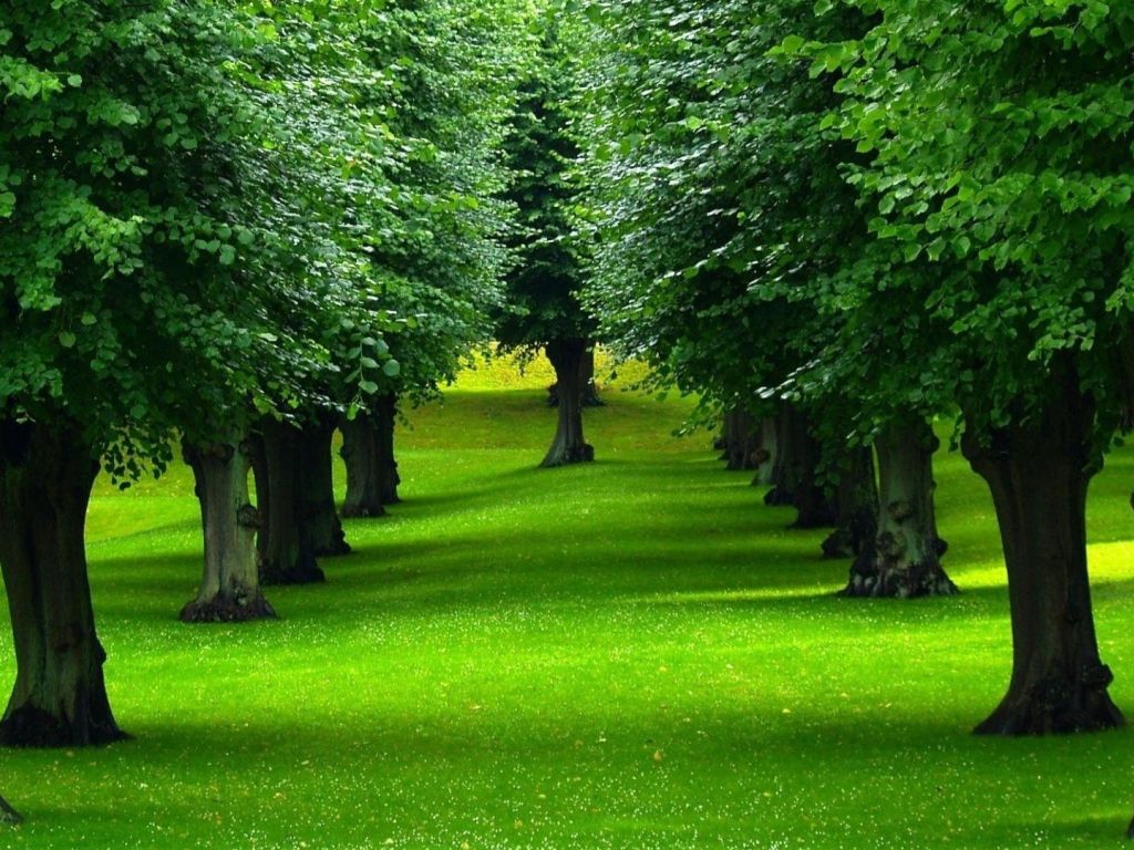 Beautiful Trees HD wallpaper