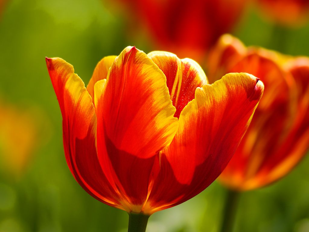 Beautiful Tulips wallpaper