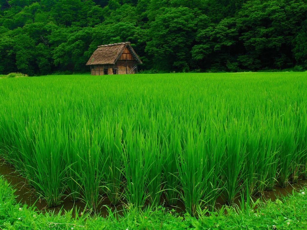 Beautiful View Of Farm House With Greenery wallpaper