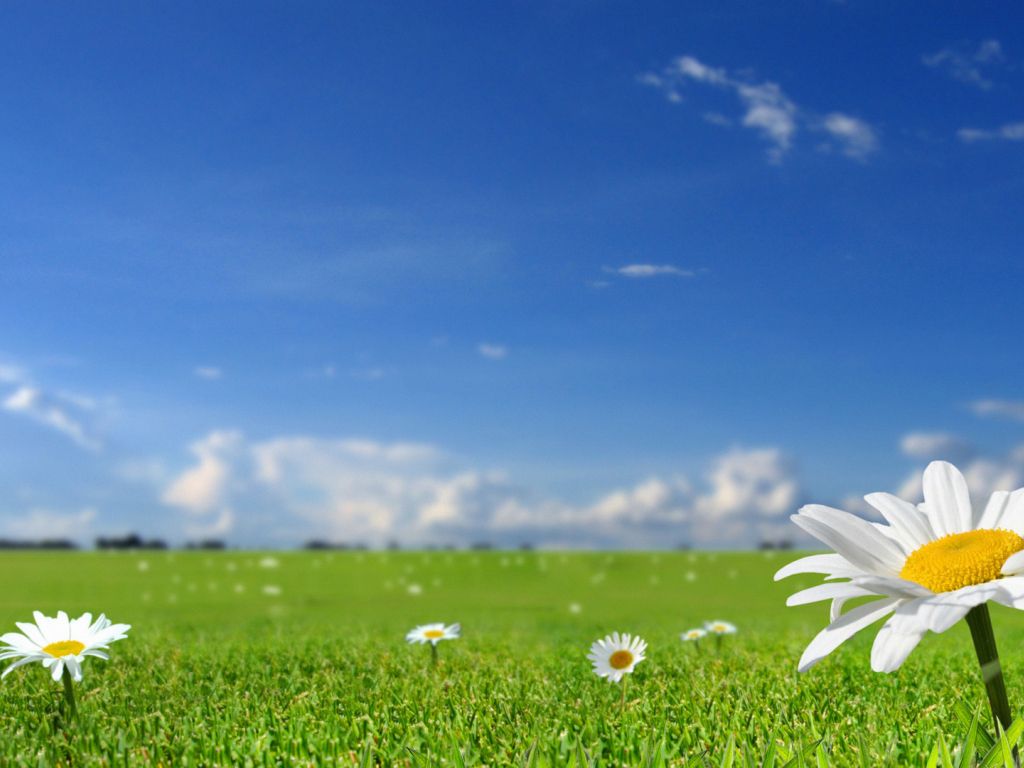 Beautiful White Flowers in Fields With Blue Sky Background wallpaper