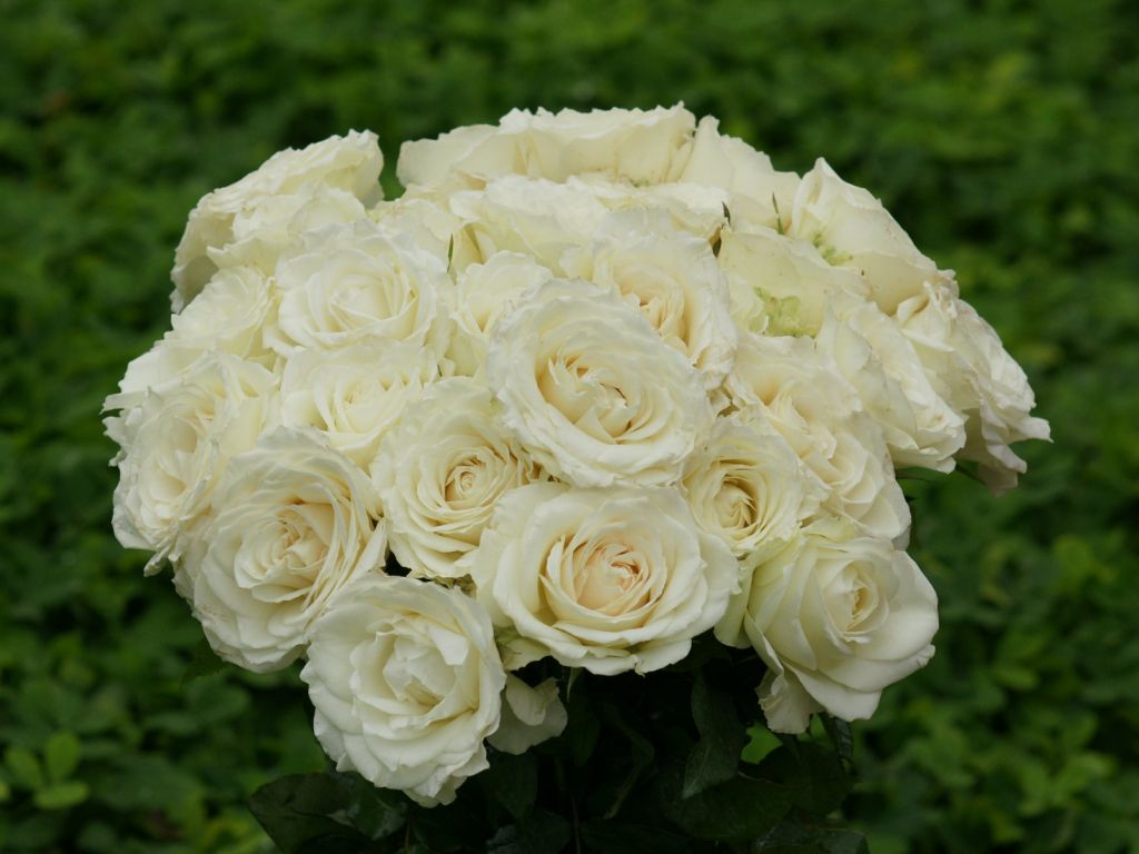 Beautiful White Roses wallpaper