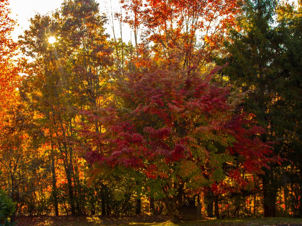 Leaves in Transylvania County North Carolina wallpaper