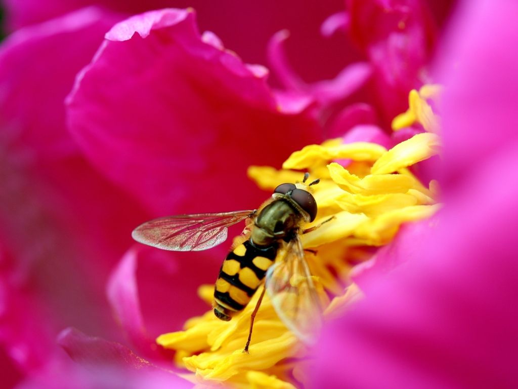 Bee and Flower in HD wallpaper