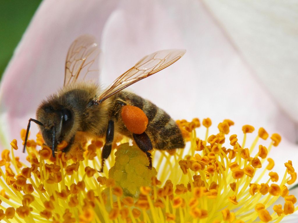 Bee Collecting Pollen wallpaper