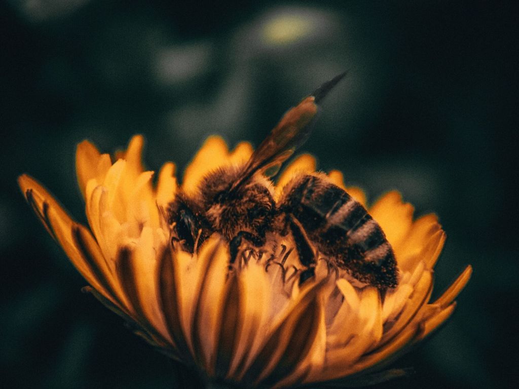 Bee Deep in Pollen wallpaper
