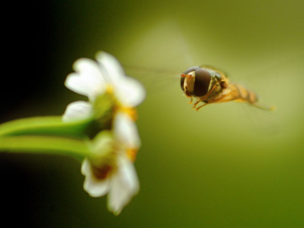 Bee on Flower wallpaper