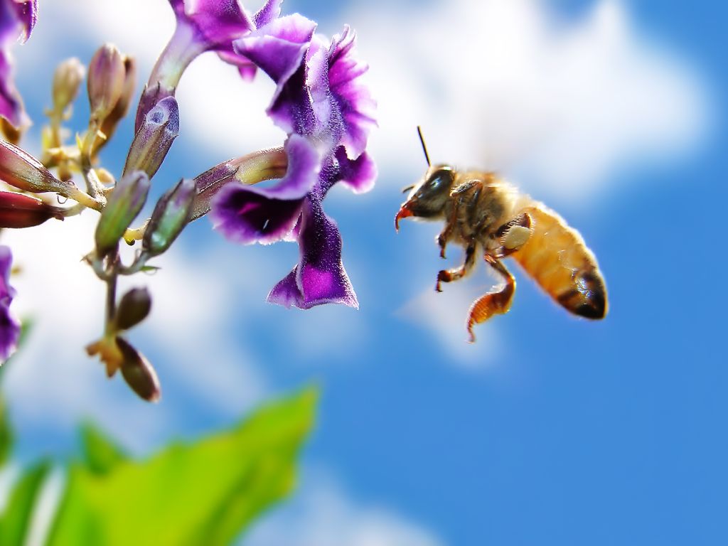 Bee on Flower Widescreen wallpaper