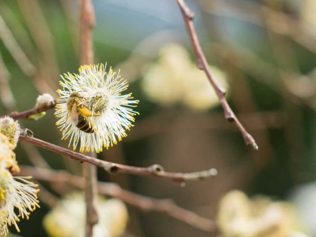 Bee on Willow Catkin wallpaper