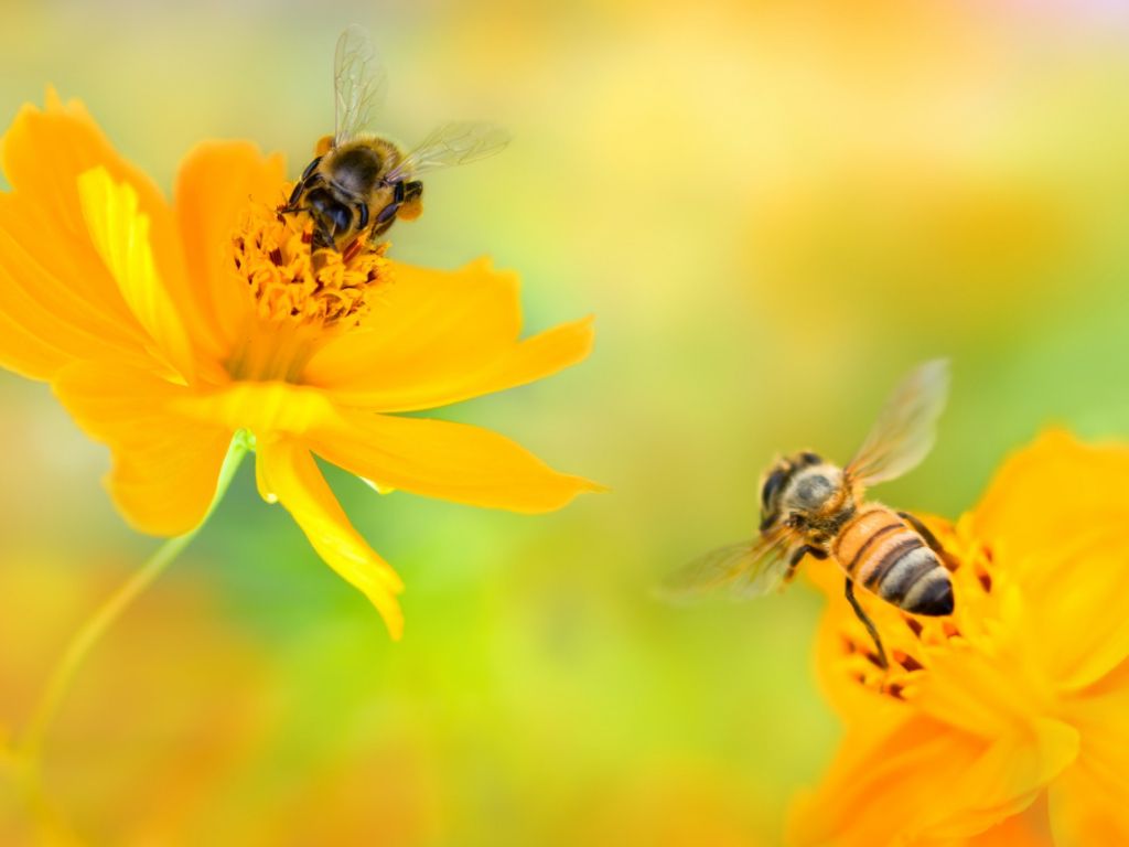 Bees Over Pretty Yellow Flowers wallpaper