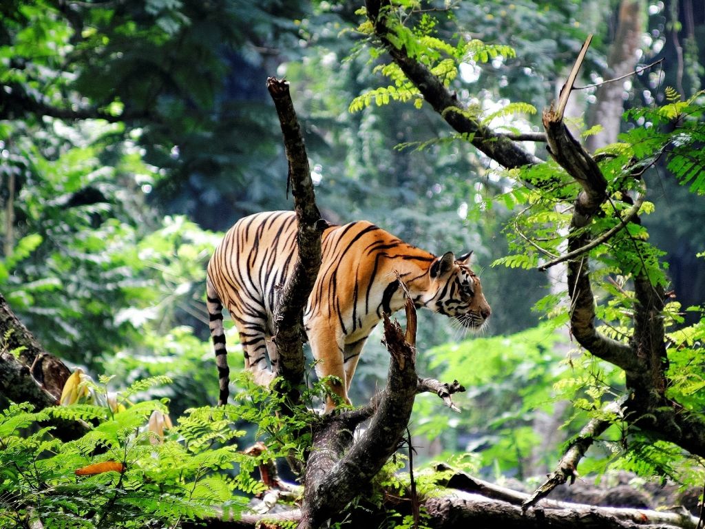 Bengal Tiger in Jungle wallpaper