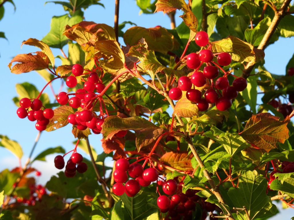 Berries in Tree wallpaper