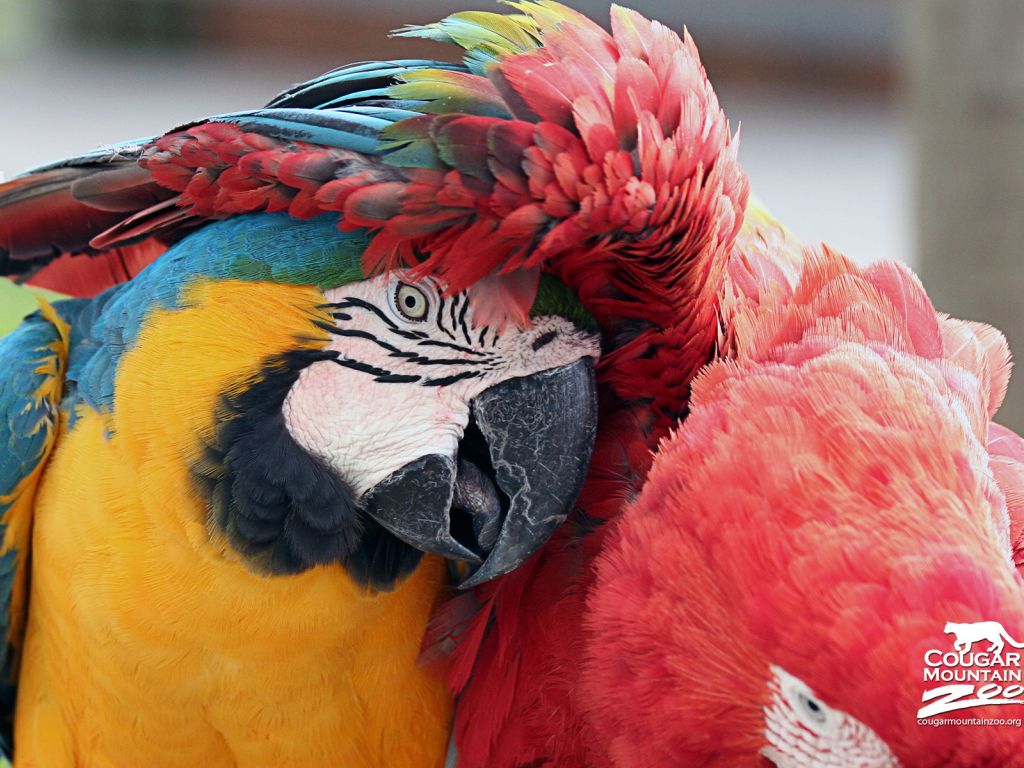 Best Friends Macaws wallpaper